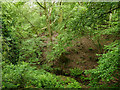 Heavily wooden stream below Manley Common