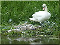 SK7229 : Mother swan with cygnets by Graham Hogg