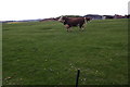 Bulls in field on west side of Saltby Road