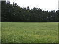 Cereal crop towards woodland, Cookley