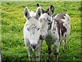 Donkeys at Cortamlet