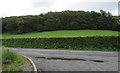 Woodland east of the A485, Cwmann, Carmarthenshire