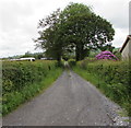 Lane towards Beili-coch, Cwmann, Carmarthenshire