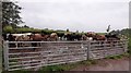 Bovine residents at Hellens