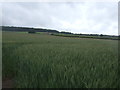 SO8591 : Cereal crop Swindon, Staffordshire by JThomas