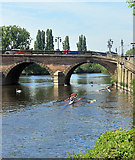SO8454 : Rowing under Worcester Bridge by Des Blenkinsopp