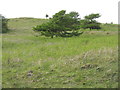 Isolated conifers on the Stoor Road