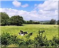 TQ4206 : Cows at Rodmell by PAUL FARMER