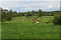 TM3151 : Cattle grazing in the Deben valley by Simon Mortimer