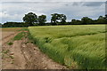 Barley field on Cracks Lane