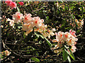 Rhododendron, Greenway