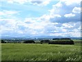 Barley field, Viol Moor