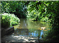 River Colne at Stanwell Moor