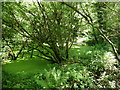 Abandoned fish pond in Higher Dean Wood