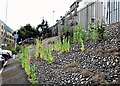 Opium poppies, Cornwallis Street Car Park, Hastings