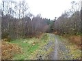 Forest road, Fearnoch