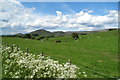 NY7023 : Cow Pasture near Townhead Farm by Anthony Parkes