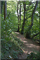 The SW Coast Path going through Padgagarrack Wood