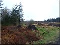 Recently felled area, Fearnoch Forest