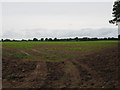 TF8701 : Sugar beet field by David Pashley