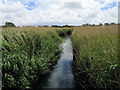 Stream at Fishbourne