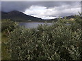 NG5618 : Vegetation by the B8083 on Loch Slapin by Rudi Winter