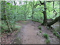 Woodland footpath beside the  River Nidd in the Nidd Gorge