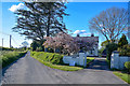 North Devon : Country Lane