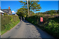 North Devon : Country Lane