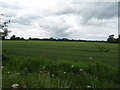 Crop field near Deeside House