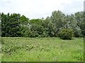 Woodland beside National Cycle Route 5