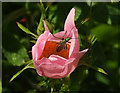 Beetle in rose, Windmill Hill