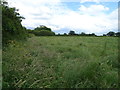 Grassland off Hermitage Road, Saughall 