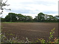 Newly planted crop off Welsh Road (A550)