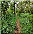 Blue Bell Wood near Clayhill House