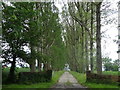 Tree lined road to Ashfield Hall Farm