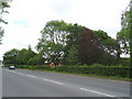 Trees beside Chester Road (A540)