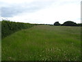 Grassland off Telegraph Road (A540)