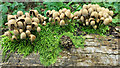 NH7055 : Fungi on a log by the Avoch to Fortrose railway line by Julian Paren