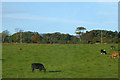 Cows Grazing near Portlethen