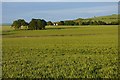 Farmland, Blewbury