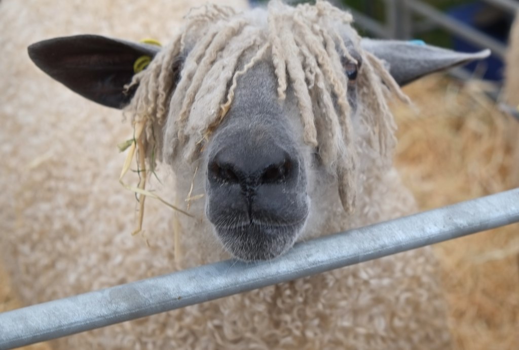 a sheep looks at the camera. it has unruly locks hanging down over it's forehead as if it's having a bad hair day