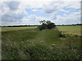 Field boundary off Burton Road