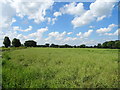 Oilseed rape crop near Bentley House Farm