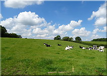 SO9765 : Cattle, Bentley Common by JThomas