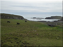 NG2804 : Cows grazing on Sanday by Alpin Stewart