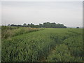 Wheatfield, Leasingham Moor