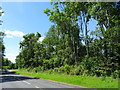 Trees beside Paper Mill Drive (B4497), Redditch