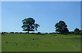 Grazing near Barnt Green