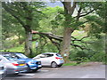 NY2517 : Fallen Tree at Borrowdale Gates Hotel, Grange (1) by David Purchase